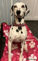 Dalmatian dogs - Advert 9