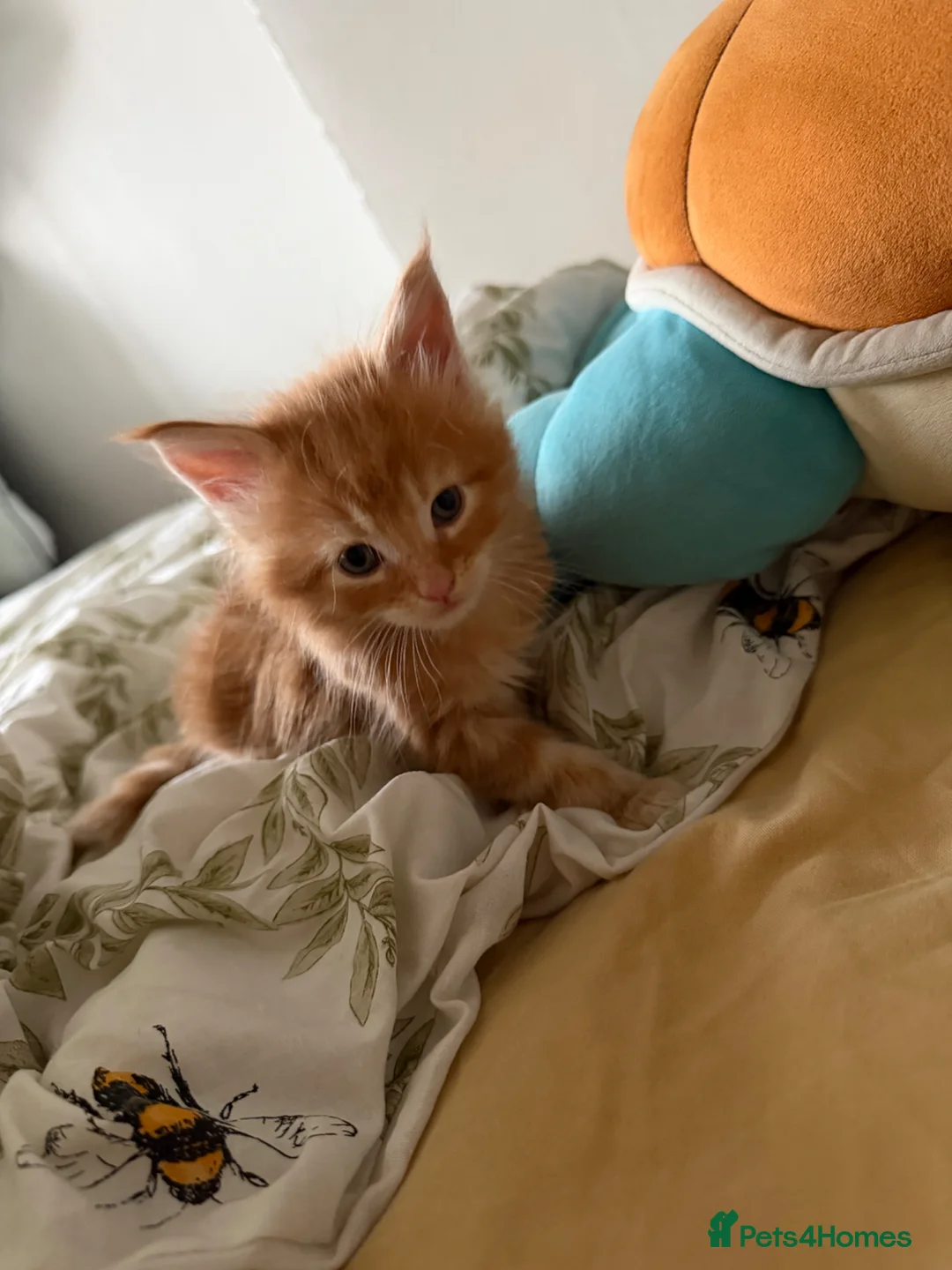 Maine Coon cats for sale: Maincoone kittens  - Advert 17