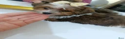 Biewer Terrier dogs for sale: Luxury Yorkshire terrier Puppies - Advert 15