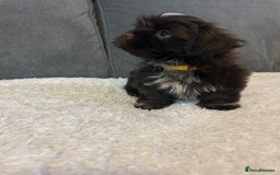 Shih Tzu dogs for sale: Adorable Shih Tzu Puppies - Advert 8