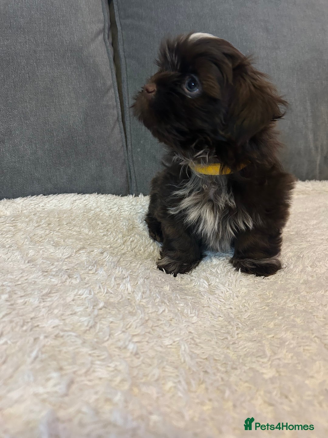 Shih Tzu dogs for sale: Adorable Shih Tzu Puppies - Advert 8