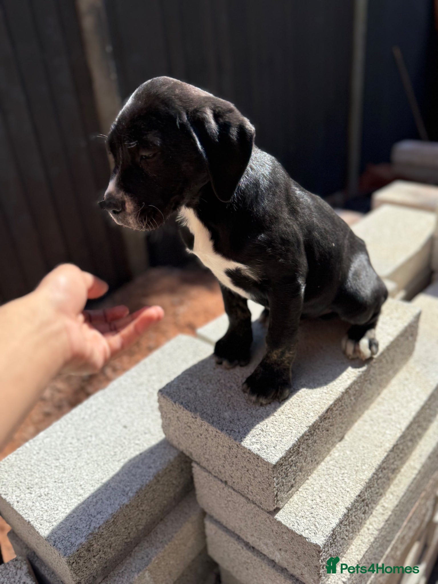 Presa Canario dogs Reduced🏆Champion Blood presa Canario pups!! - Advert 3