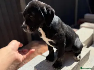 Presa Canario dogs Reduced🏆Champion Blood presa Canario pups!! - Advert 3