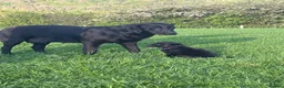 Labrador Retriever dogs for sale: 8 Labrador puppies for sale - Advert 4