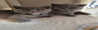 British Shorthair 3