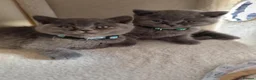 British Shorthair cats for sale: Beautiful British Shorthair Kittens – GCCF Reg in London - Advert 12