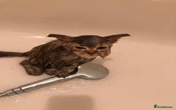 British Longhair cats for sale: British long hair kittens for sale  - Image 3