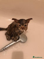 British Longhair cats British long hair kittens for sale - Advert 5