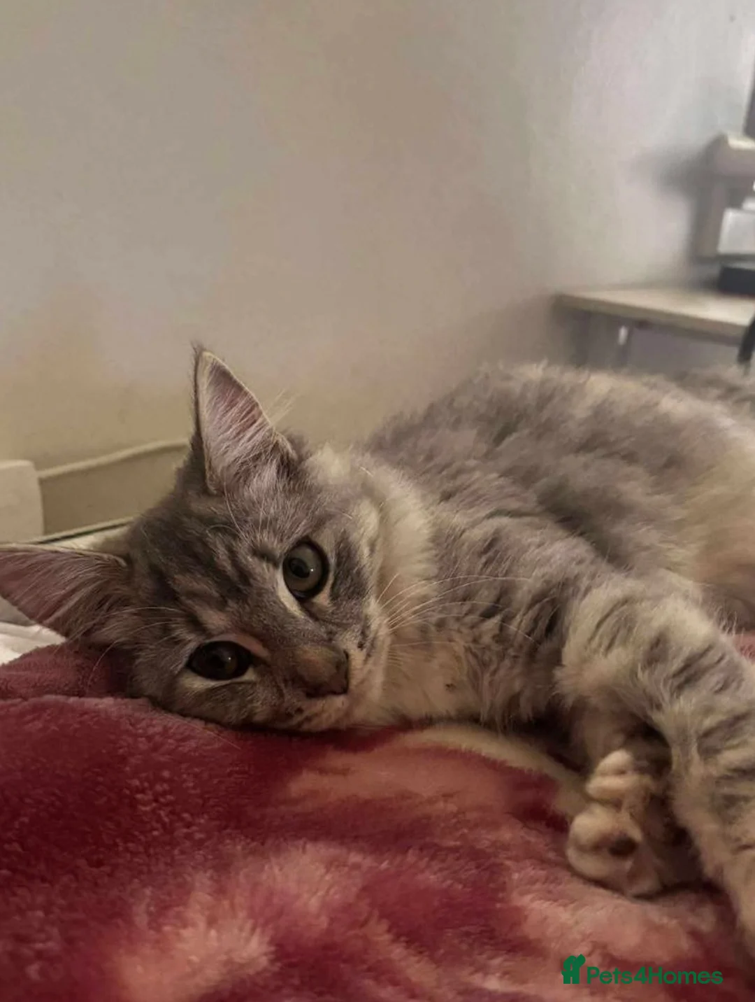 Mixed Breed cats for sale: X2 Beautiful kittens - Ready for rehoming in Dagenham - Advert 19