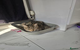 Mixed Breed cats for sale: Female mother and daughter  - Image 4