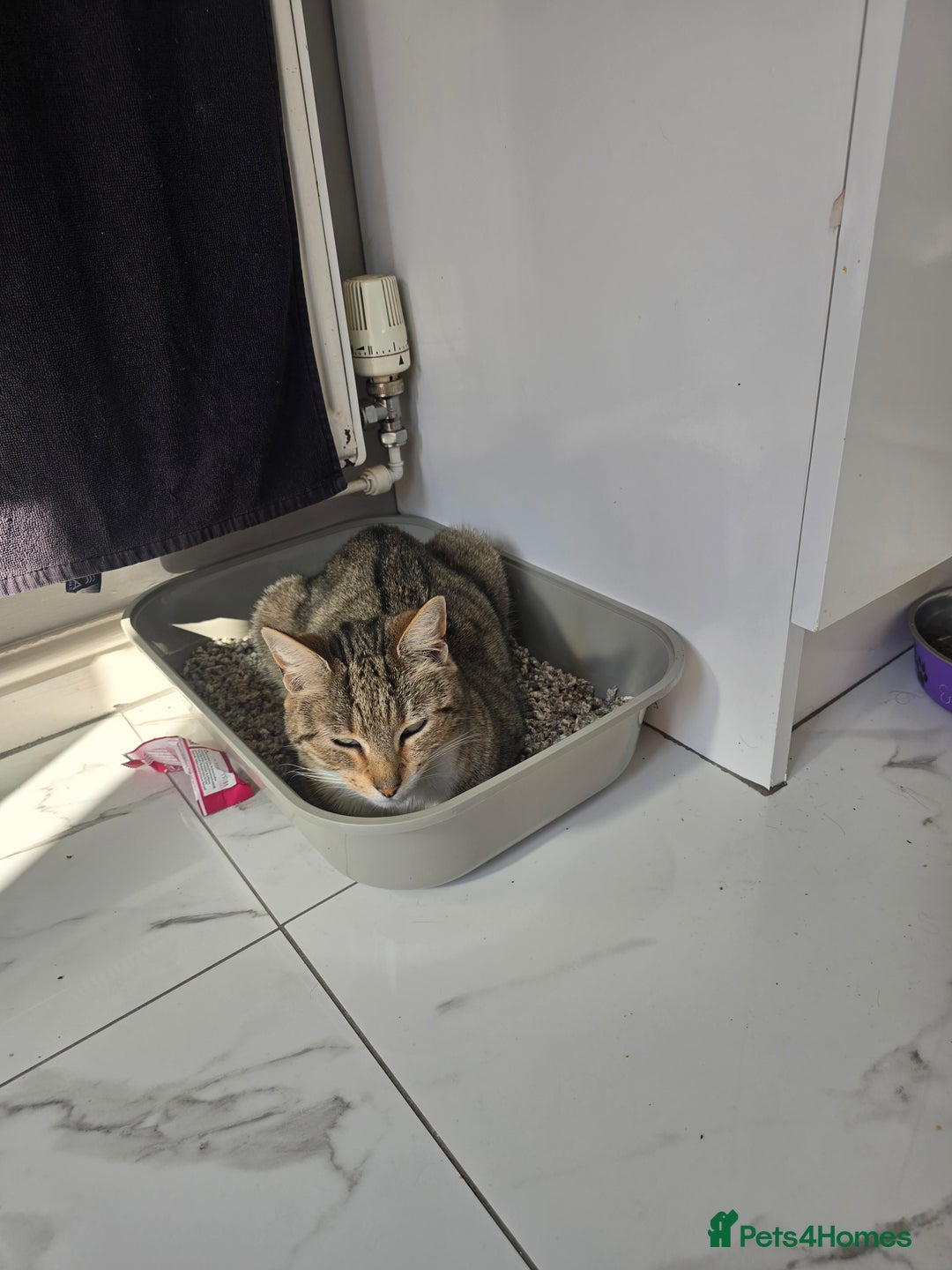 Mixed Breed cats for sale: Female mother and daughter  - Image 4