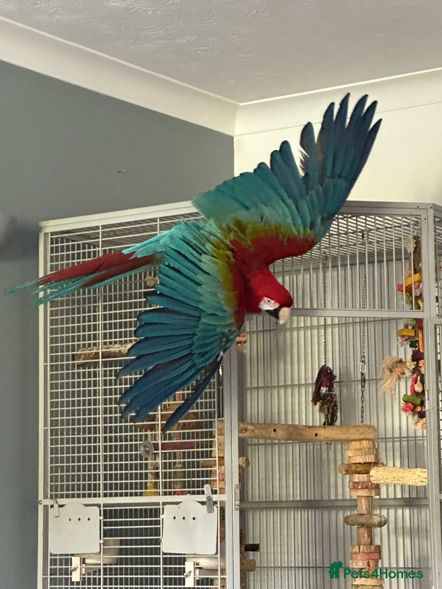 Macaws birds Green Winged Macaw  - Advert 8