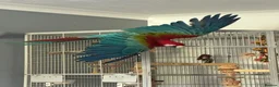 Macaws birds for sale: Green Winged Macaw  - Advert 1