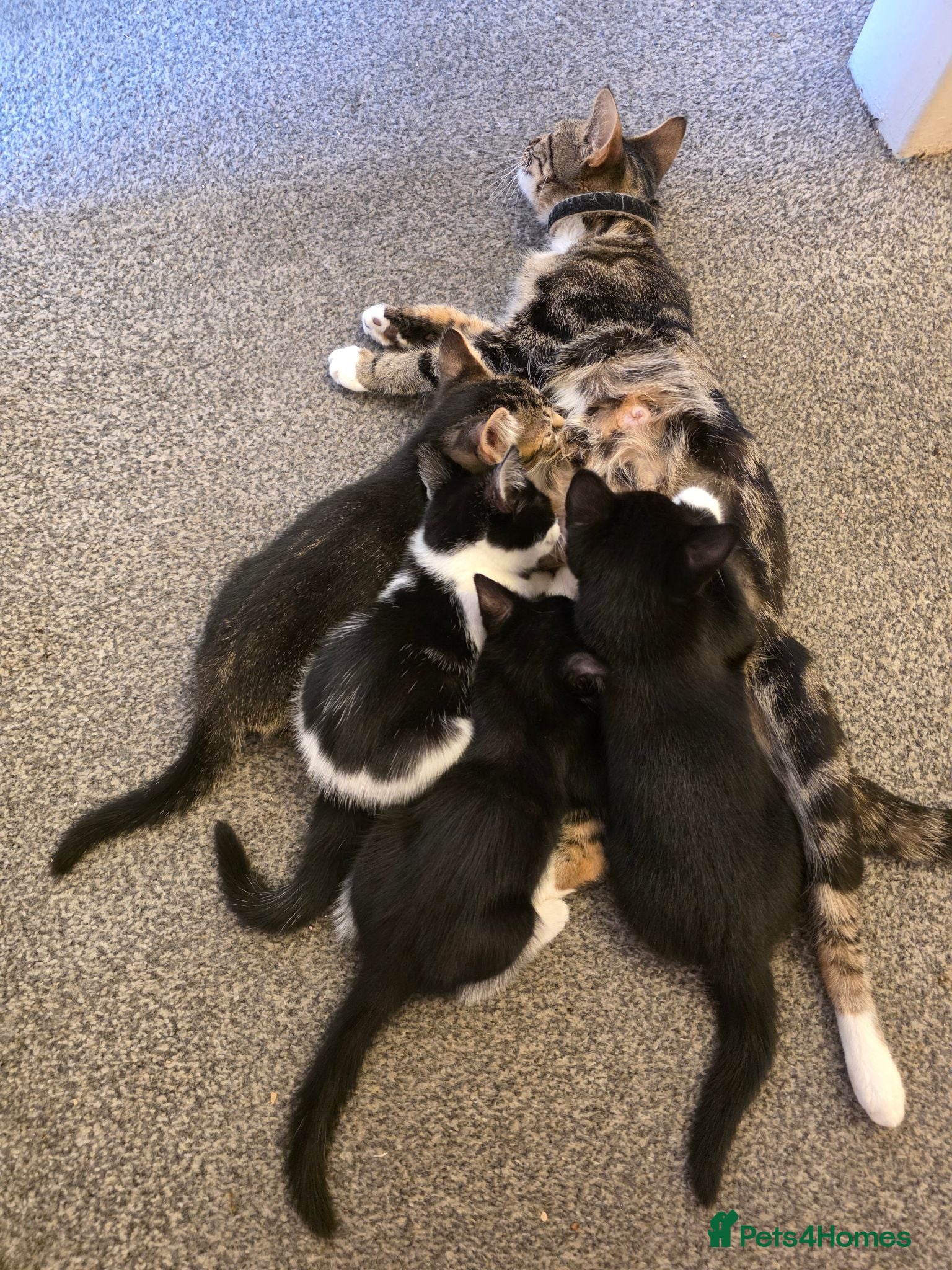 Mixed Breed cats Beautiful Kittens Looking for Loving Homes - Advert 2