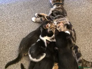 Mixed Breed cats Beautiful Kittens Looking for home (open to offers - Advert 1