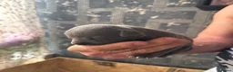 Staffordshire Bull Terrier dogs for sale: STAFFY PUPPIES LOOKING FOR FOREVER HOMES - Advert 5