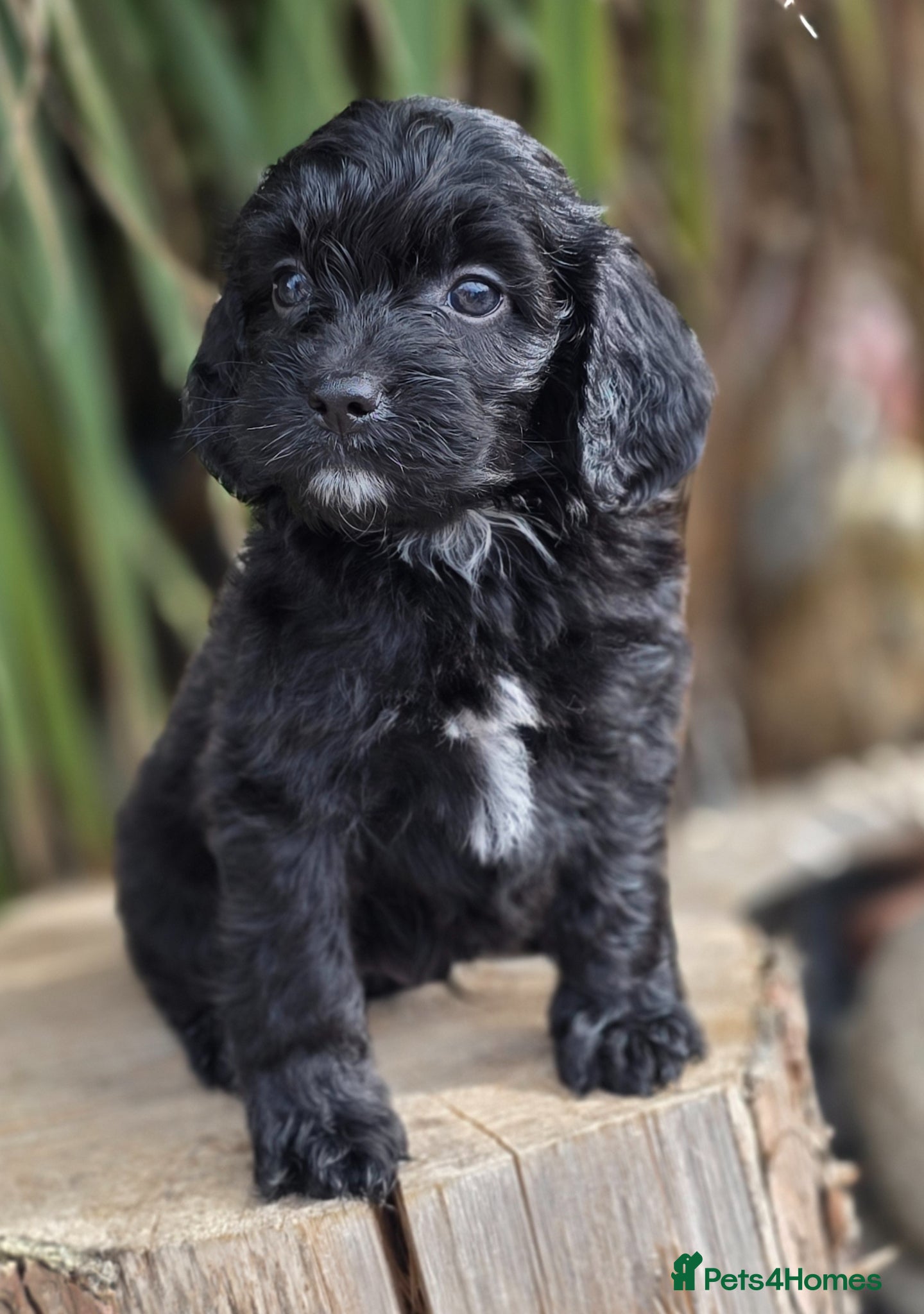 Cockapoo dogs F1 dna clear beauiful cockapoos  - Advert 2