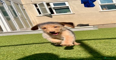 Labradoodle dogs in Lydbury North - Advert 11