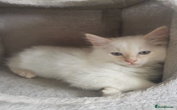 Ragdoll cats for sale: 2 left Pure Health tested huge ragdoll kittens  - Image 10