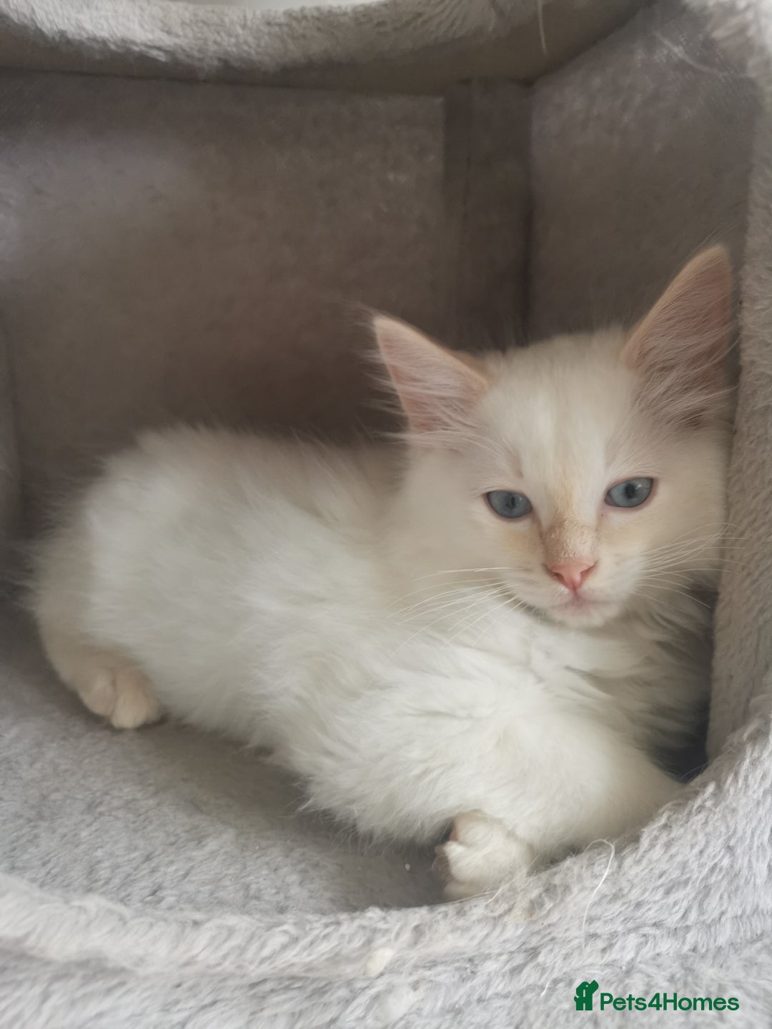 Ragdoll cats for sale: 2 left Pure Health tested huge ragdoll kittens  - Image 10