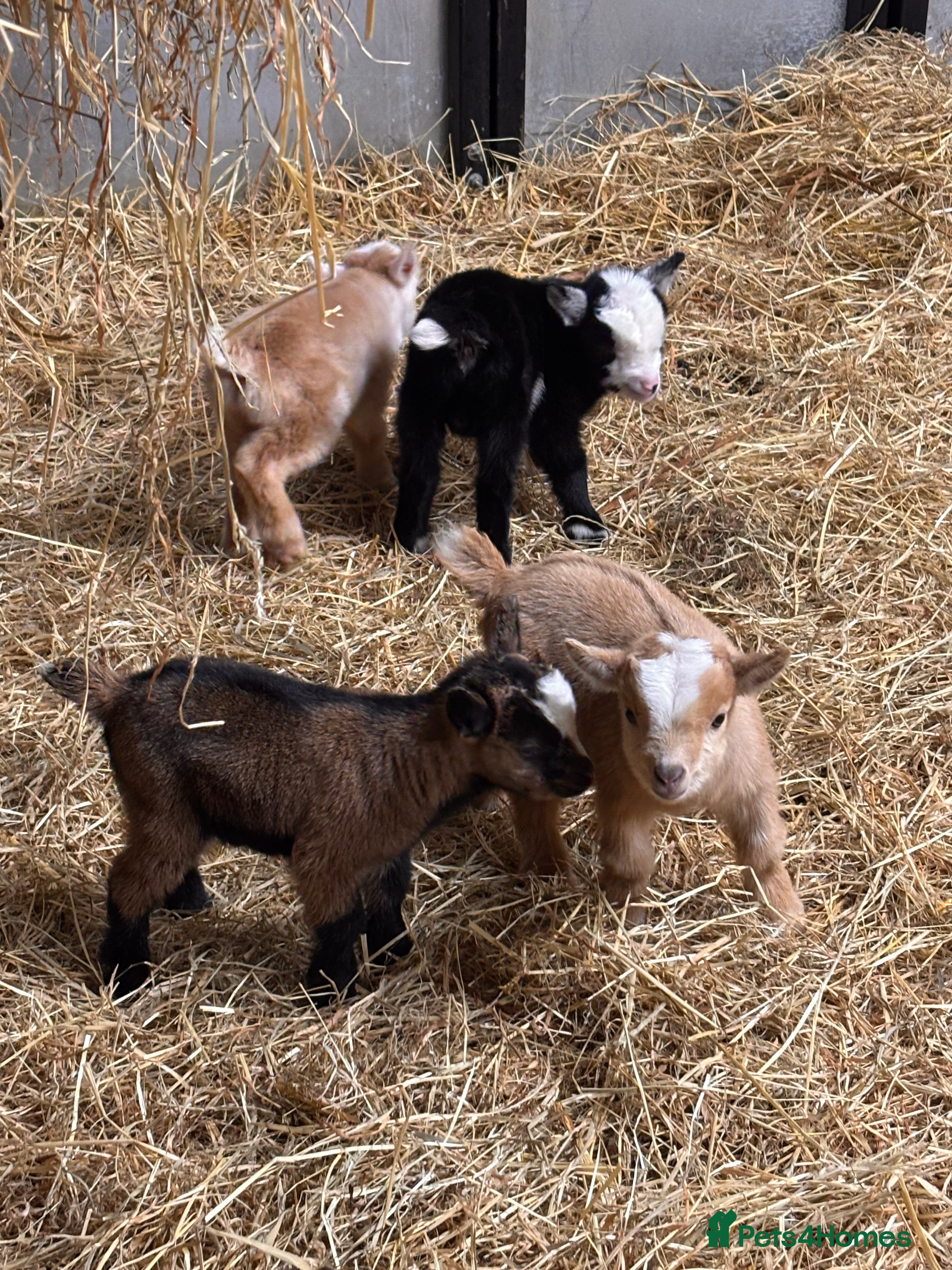 Goats livestock Gorgeous Pygmy Goats - Ready from mid April  - Advert 1