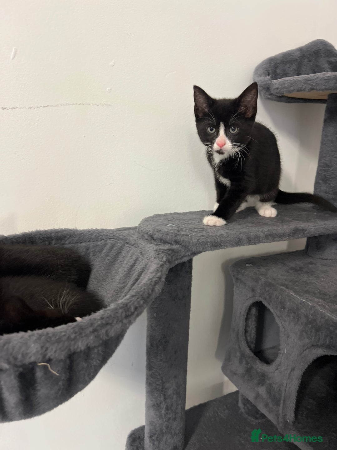 Mixed Breed cats for sale: beautiful kittens  - Advert 6