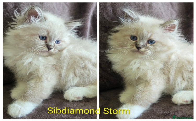 Siberian cats - Advert 4