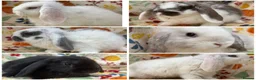 Mini Lop rabbits for sale: Blossom View Babies ready now!! - Advert 1