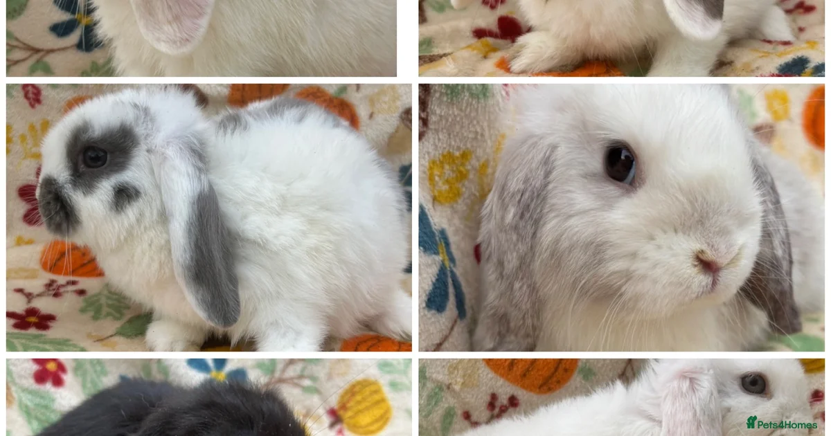 Nevada Rabbits Rabbits for Sale for sale | Pets4Homes