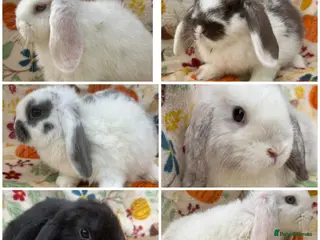 Mini Lop rabbits Blossom View Babies ready now!! - Advert 1