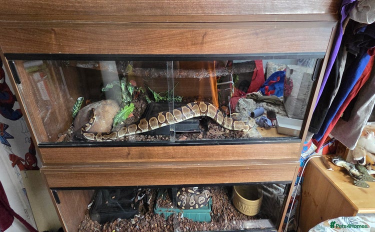 Python Snake reptiles - Advert 1