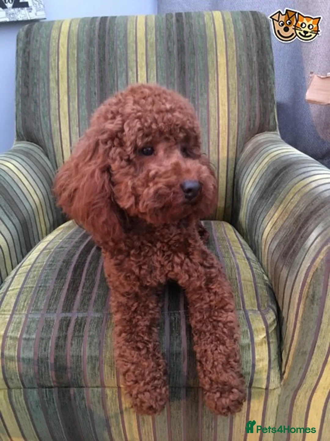 Poodle dogs for stud: Miniature Poodle stud dog fox red in Hockley - Advert 3