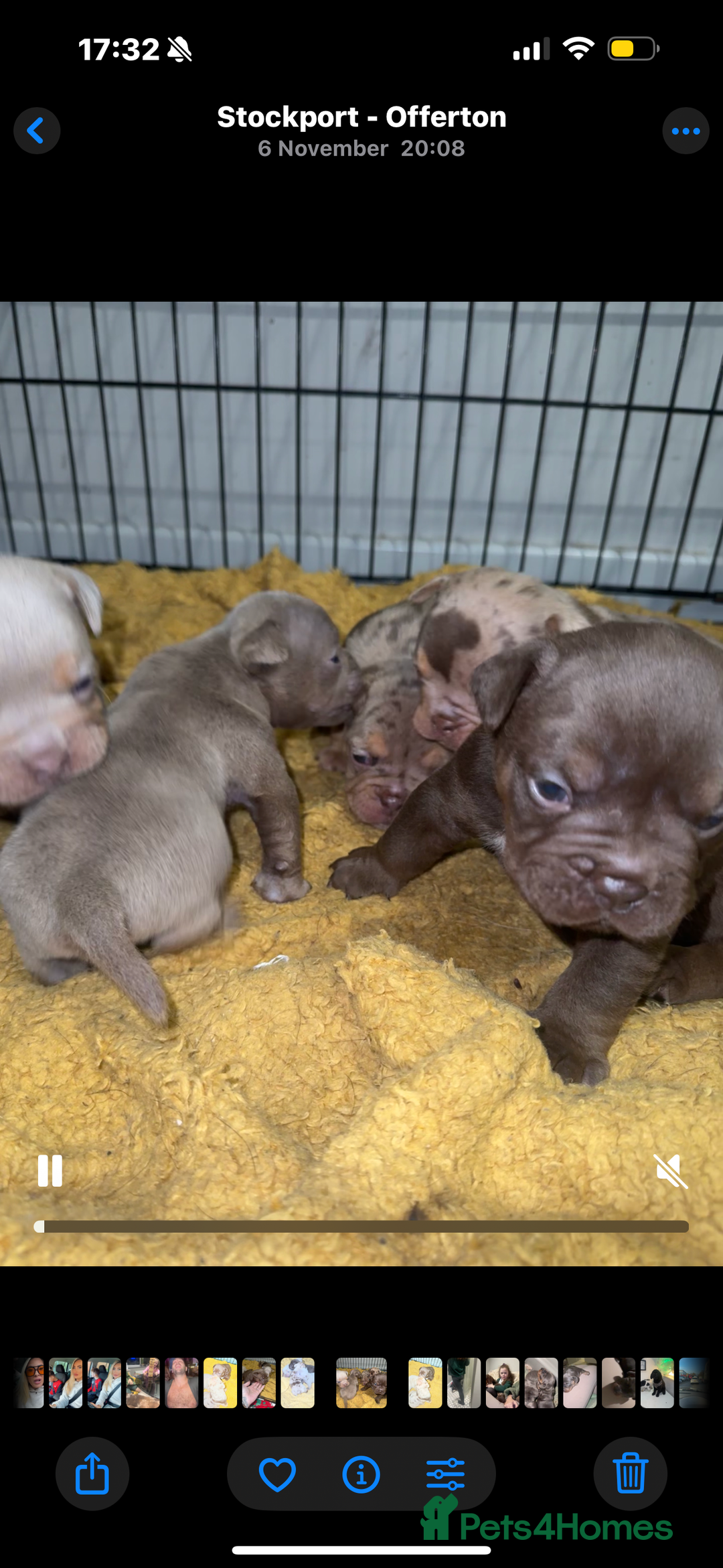 Olde English Bulldogge dogs for sale: Top quality olde English bulldogs - NEBBER REG - Advert 10