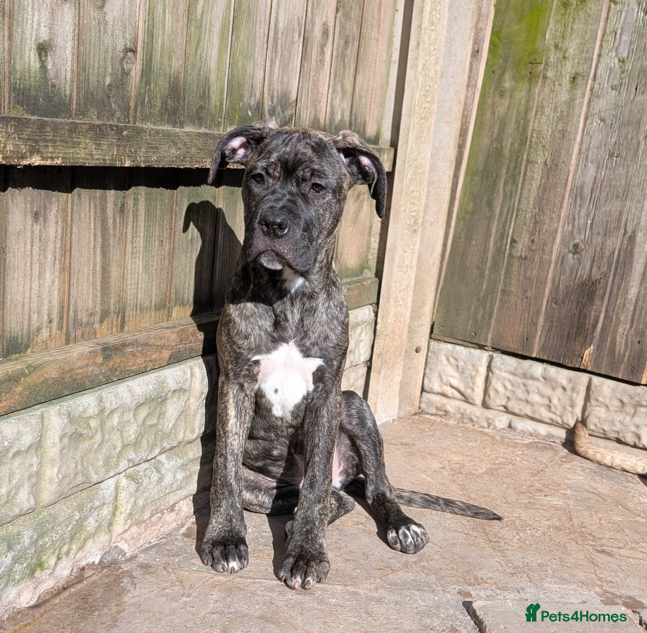 Cane Corso dogs Female cane corso puppies  - Advert 3