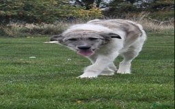 Mixed Breed dogs for adoption: Perfect PICKLE - Image 12