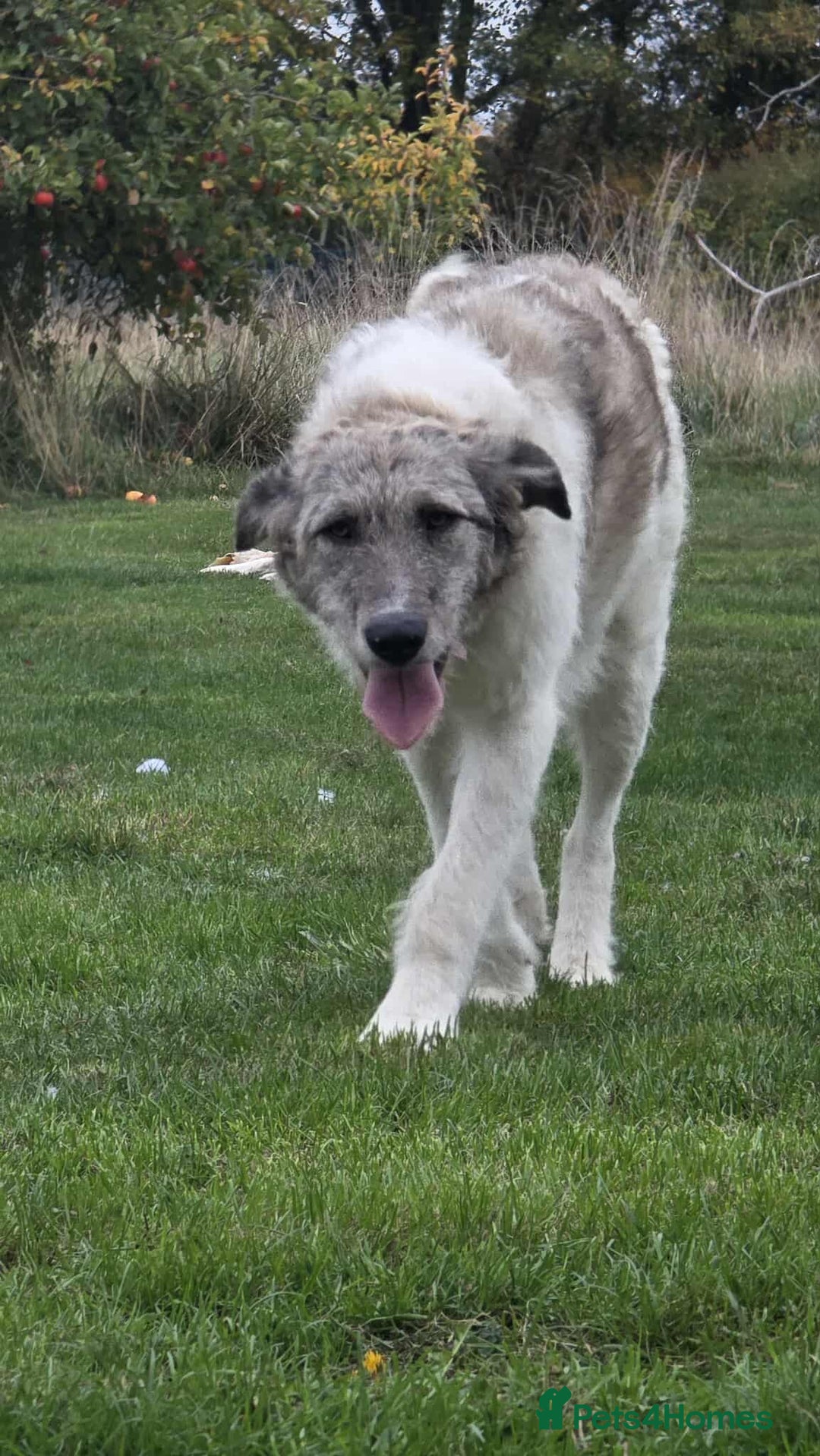 Mixed Breed dogs for adoption: Perfect PICKLE - Image 12