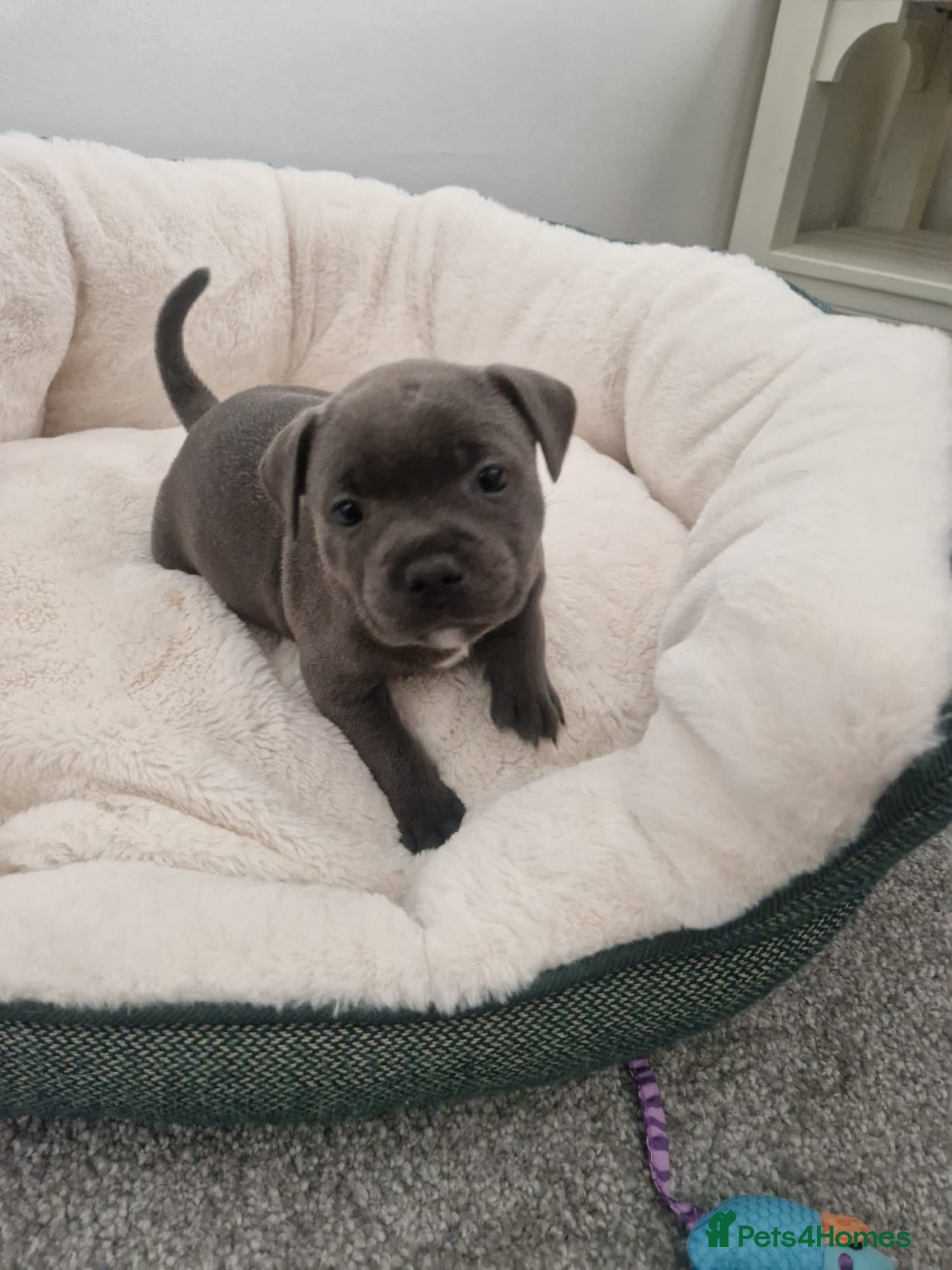 Staffordshire Bull Terrier dogs Perfect Staffordshire bull terrier puppies  - Advert 2