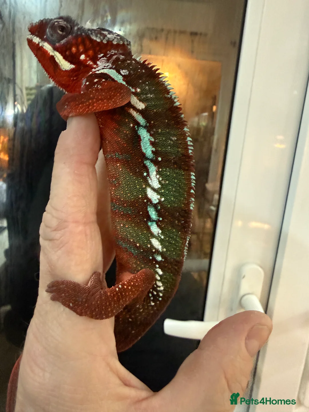 Chameleon reptiles for sale: Chameleons ambilobe - Advert 30