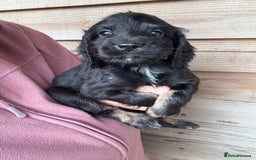 Sprocker dogs for sale: Sprocker spaniel puppy’s for sale  - Image 14