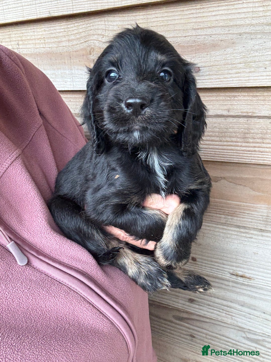 Sprocker dogs for sale: Sprocker spaniel puppy’s for sale  - Image 14