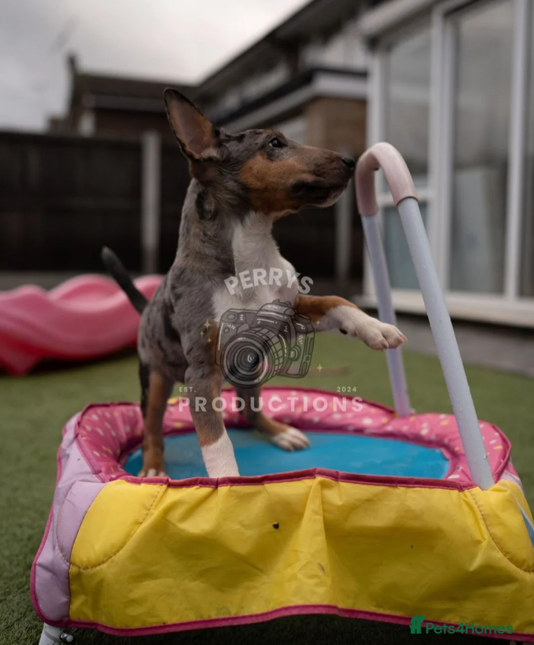 Miniature Bull terrier dogs for sale: Miniature EBT tricolor merle Female - Advert 2