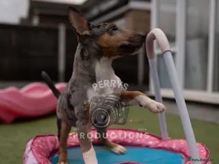Miniature Bull terrier dogs for sale: Miniature EBT tricolor merle Female - Advert 2
