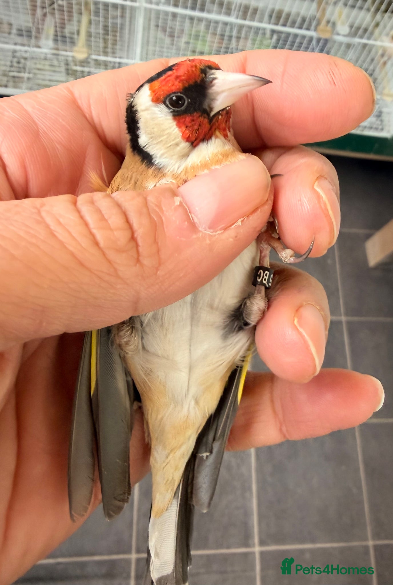 Canaries birds x2 male goldfinches bbc ring  - Advert 3