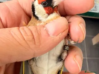 Canaries birds x2 male goldfinches bbc ring - Advert 3