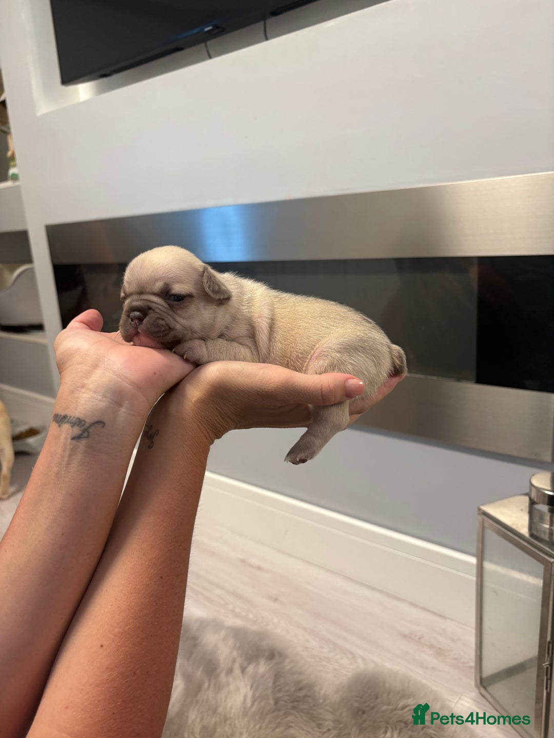 French Bulldog dogs for sale: 4 beautiful ** frenchies  - Image 14