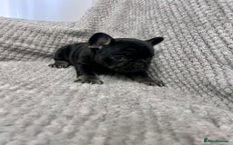 French Bulldog dogs for sale: Gorgeous Puppies ready to be reserved  - Image 22