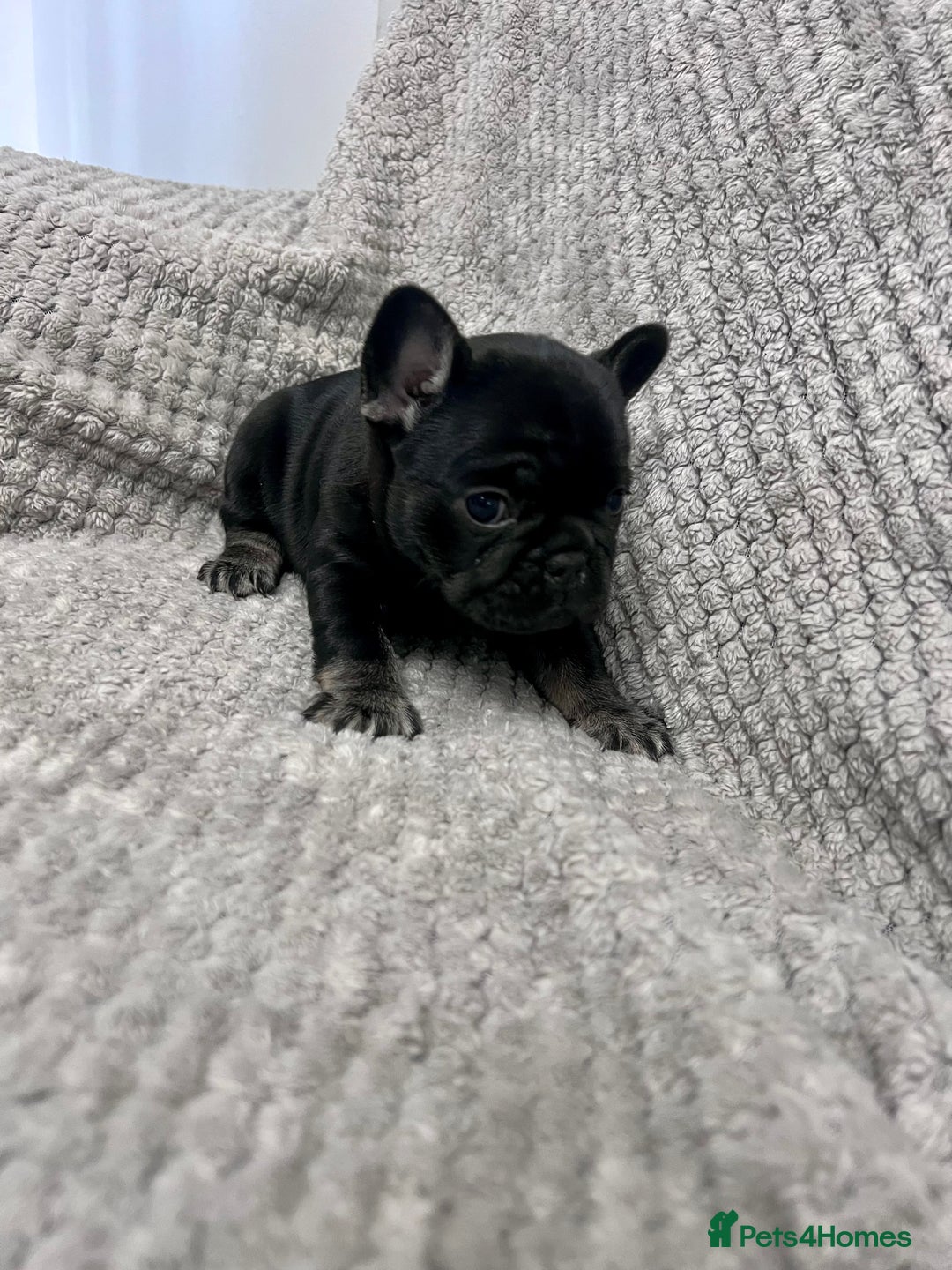 French Bulldog dogs for sale: Gorgeous Puppies ready to be reserved  - Image 22