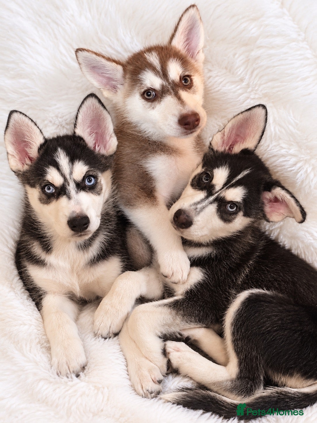 Mixed Breed dogs Husky Hybrid Puppies (Utonagans)  - Advert 1