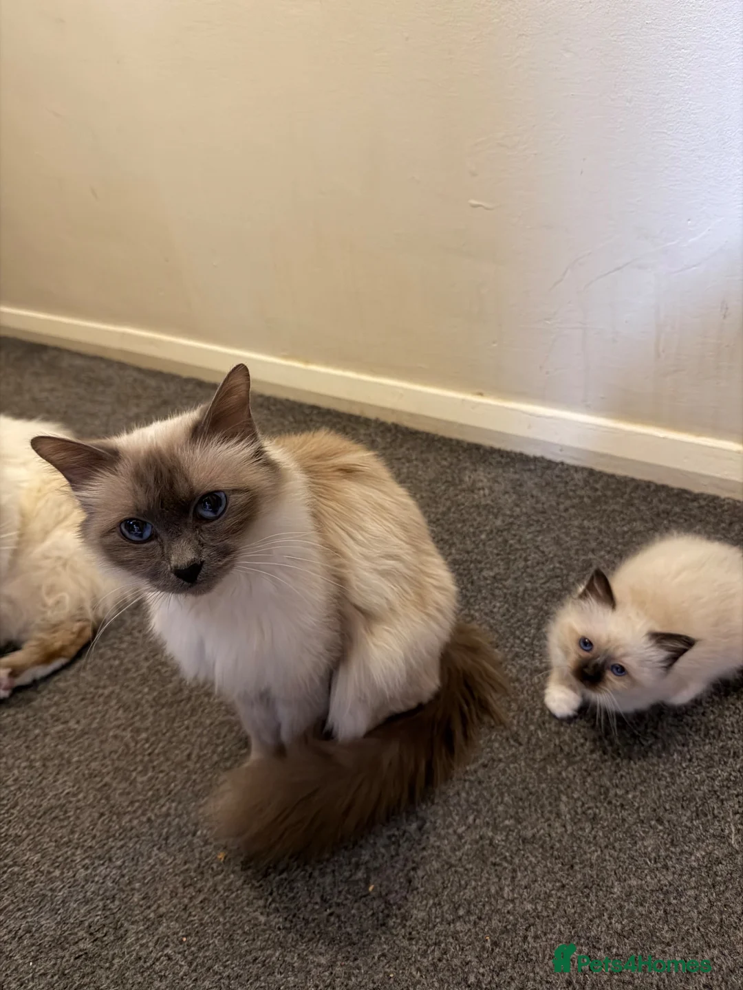 Birman cats for sale: Birman kittens  - Advert 14