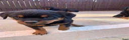 Rottweiler dogs for sale: AMAZING PEDIGREE REGISTERED ROTTWEILER PUPPIES - Advert 8